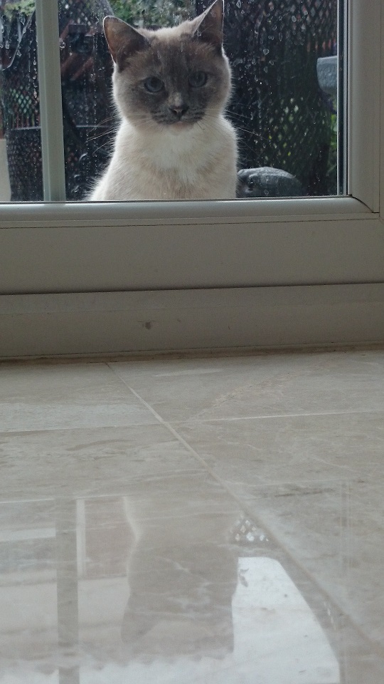 Cat Impressed With High Shine Marble Floor